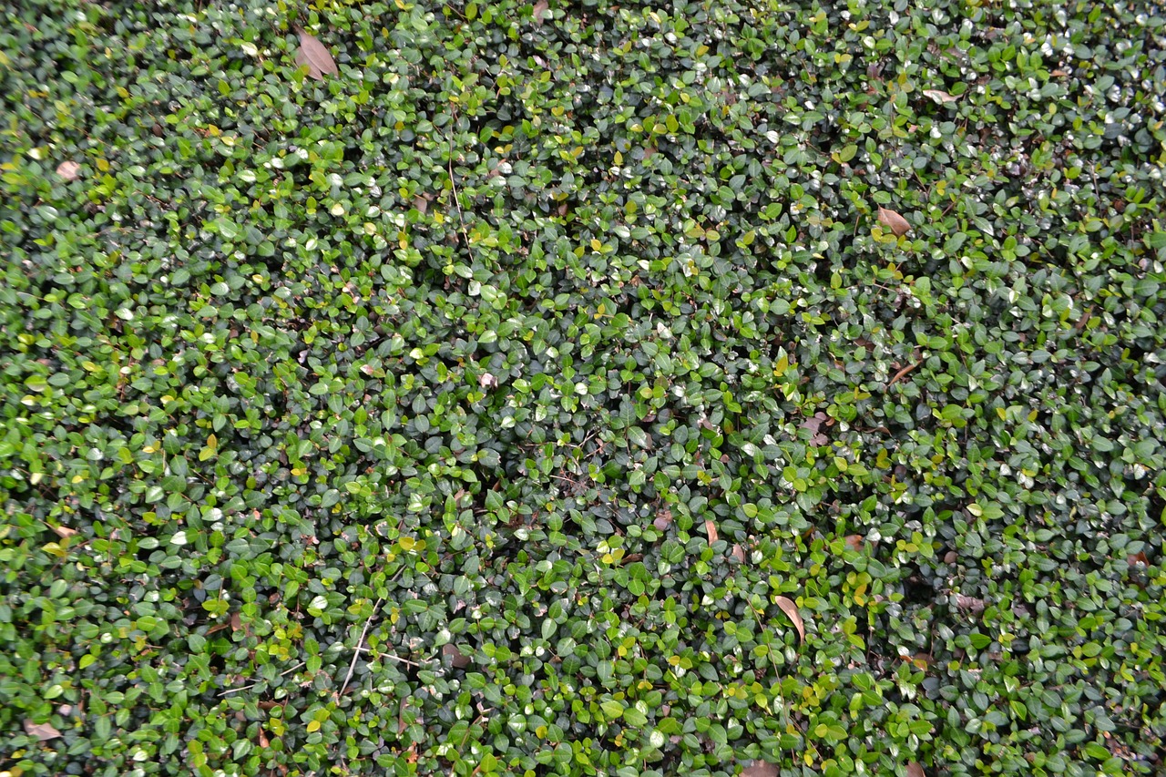 Bekar Kızın Rüyada Evlendiğini Görmek