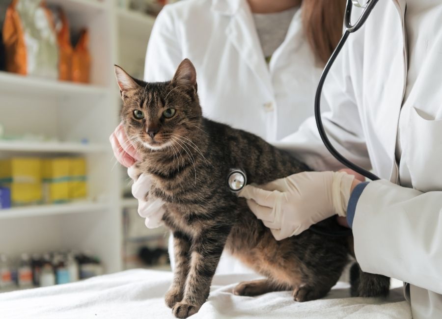 Minik Dostlarımız İçin İzmir ve Çevresinde Kaliteli Veterinerlik Hizmetleri